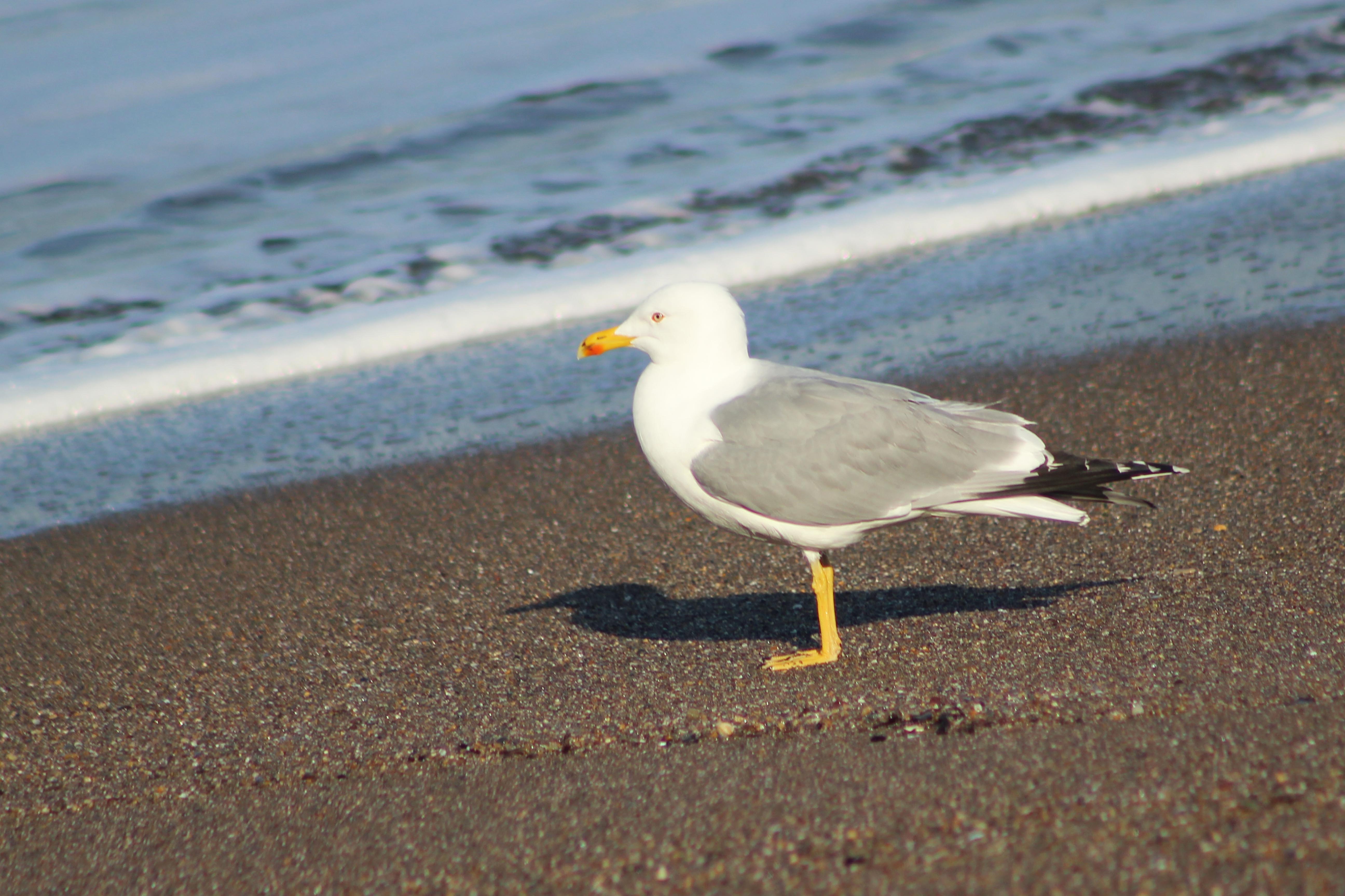 Mew Gull